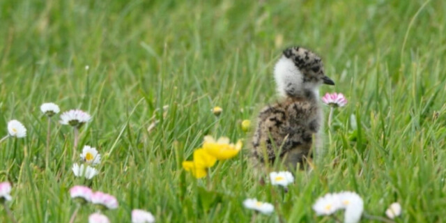 Lapwing chick in Scotland