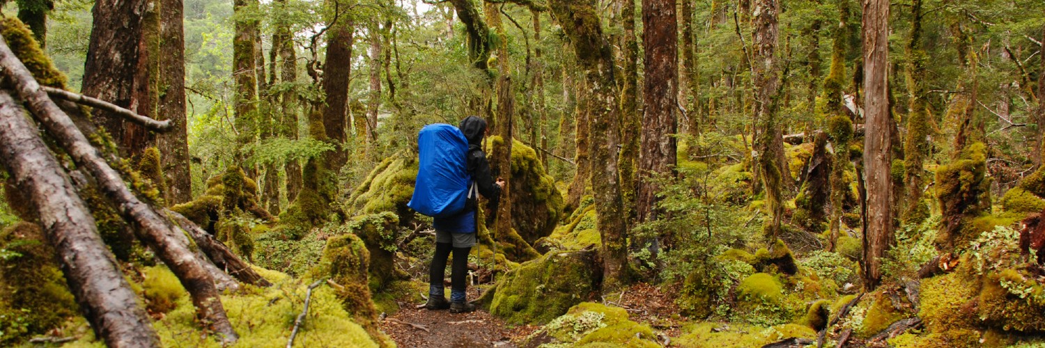 Kamahi Loop Goblin Forest