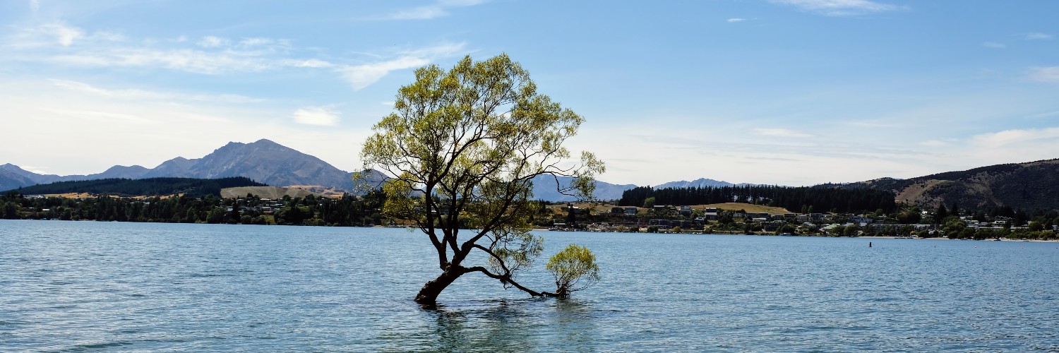 Wanaka Tree